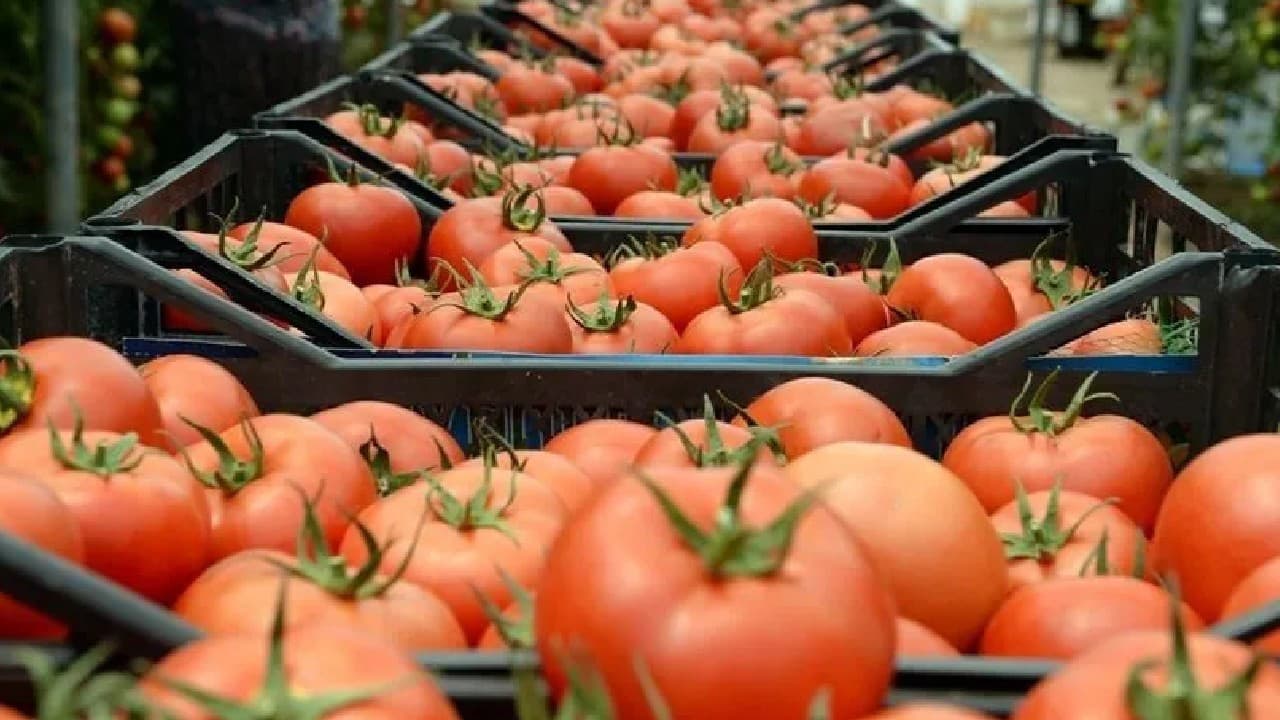 Çin domatesi etiketleriyle ilgili tartışma