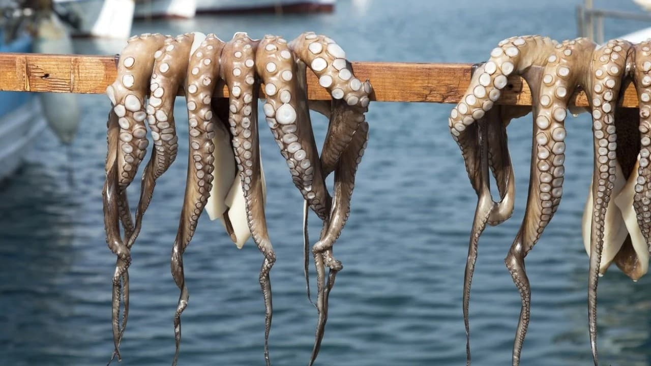 Nueva Pescanova, ahtapot çiftliği projesinden vazgeçti