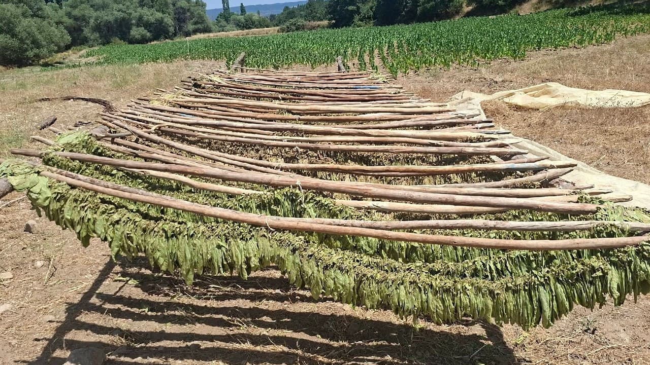 Kütahya'da kaliteli tütün üretimi sona eriyor