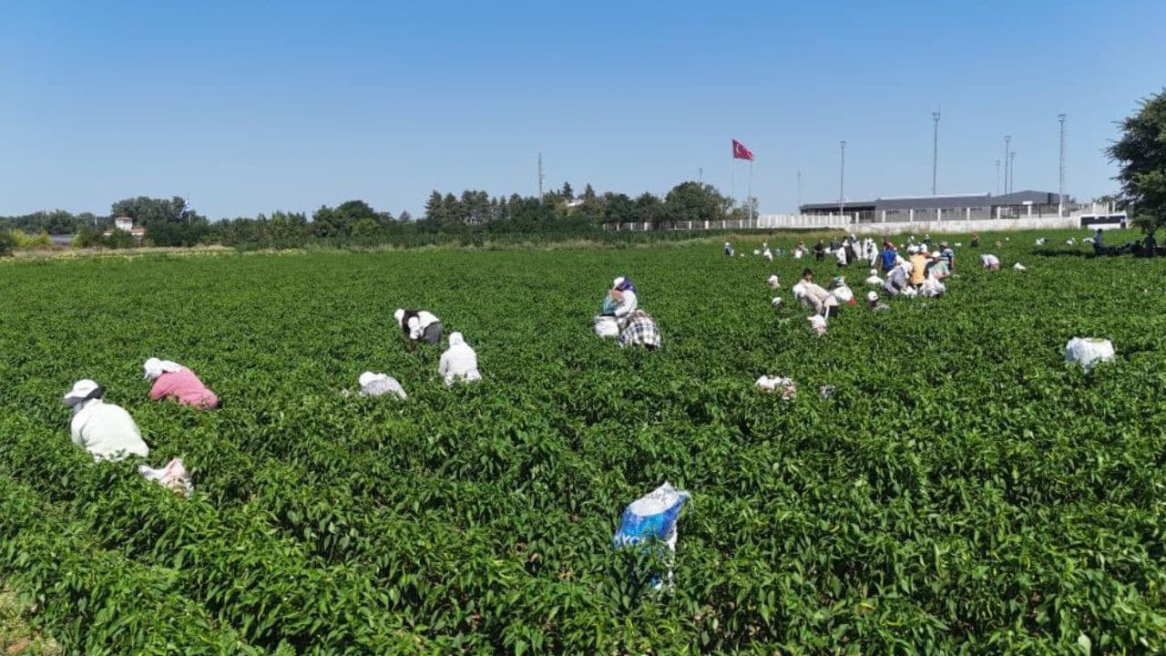 Edirne'de Karaağaç acı biberi hasadı başladı