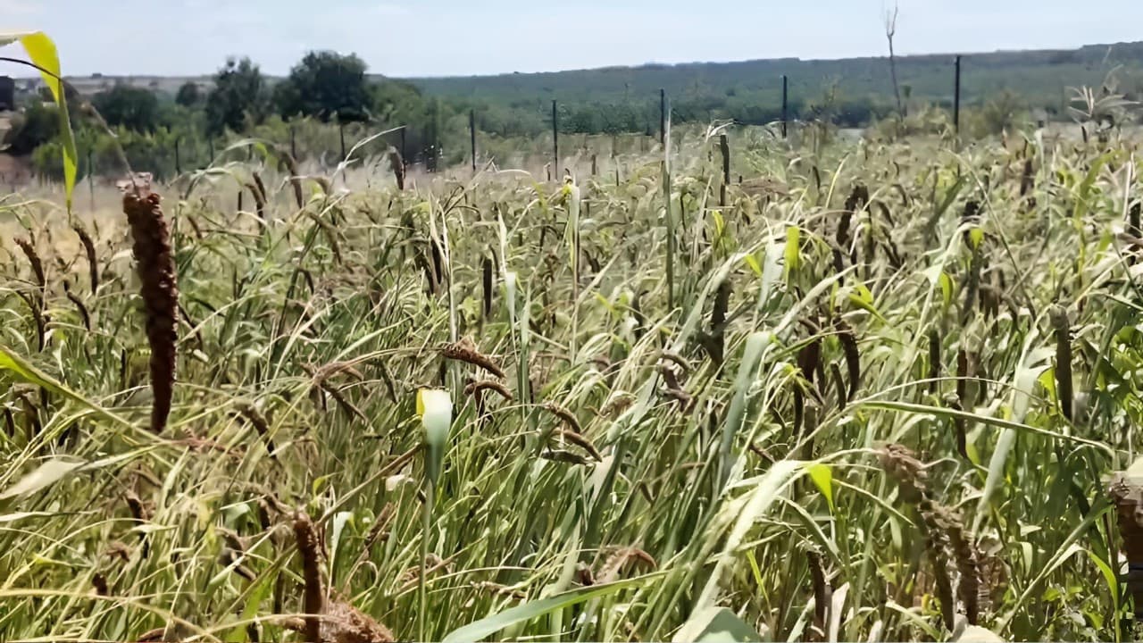 Edirne'de muhabbet kuşu yemi ekimi başarılı sonuçlar verdi