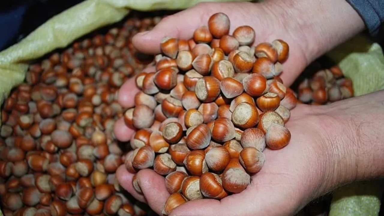Fındık piyasasında denetim: Ordu ve Giresun'daki borsalar inceleniyor