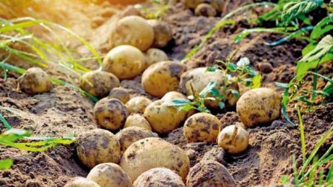 Kuraklık patates üretimini etkiliyor, kayıp yüzde 50'ye ulaşabilir