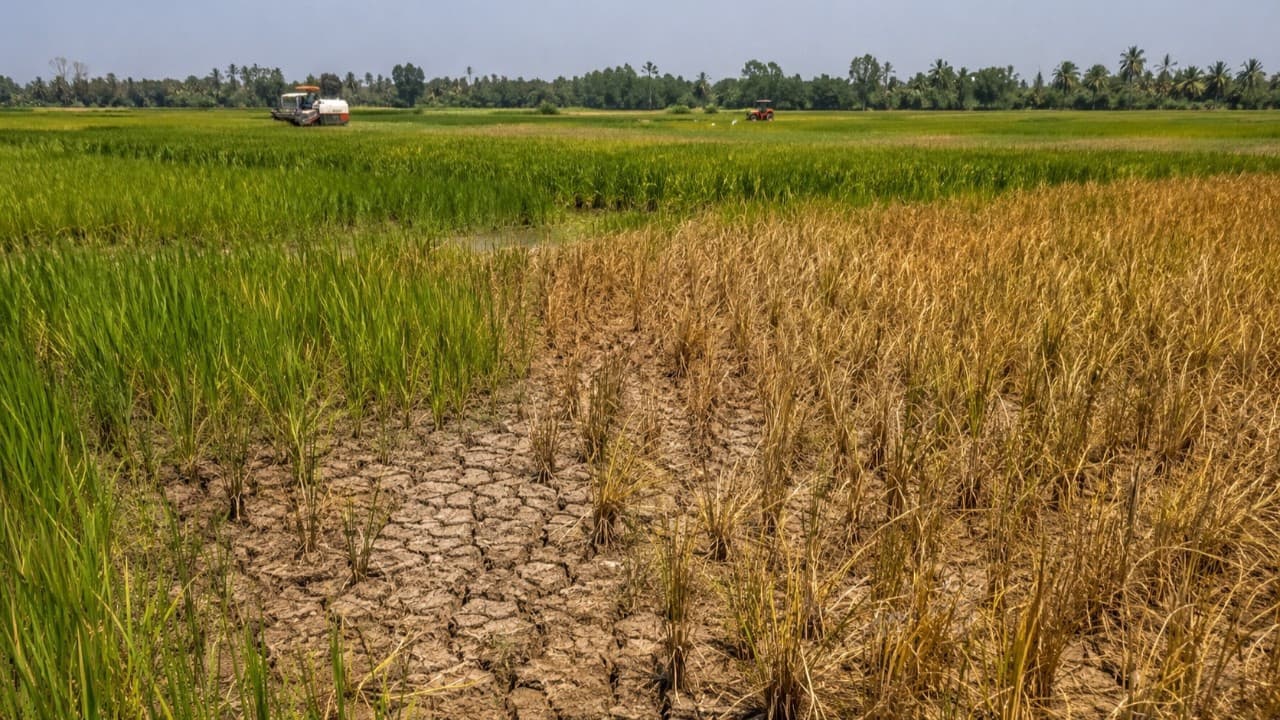 Gıda fiyatları için Asya'dan El Niño uyarısı