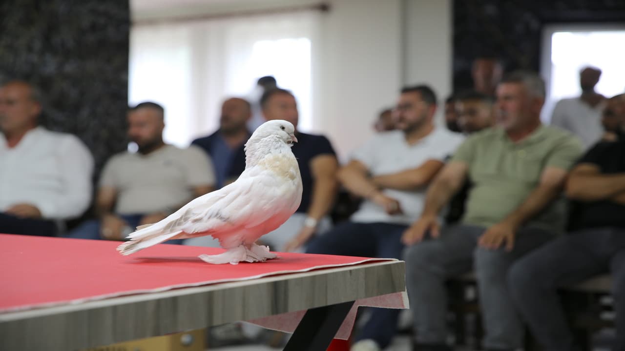 Şebap güvercinleri Erzurum'da sergilendi, fiyatları 100 bin liradan başlıyor.