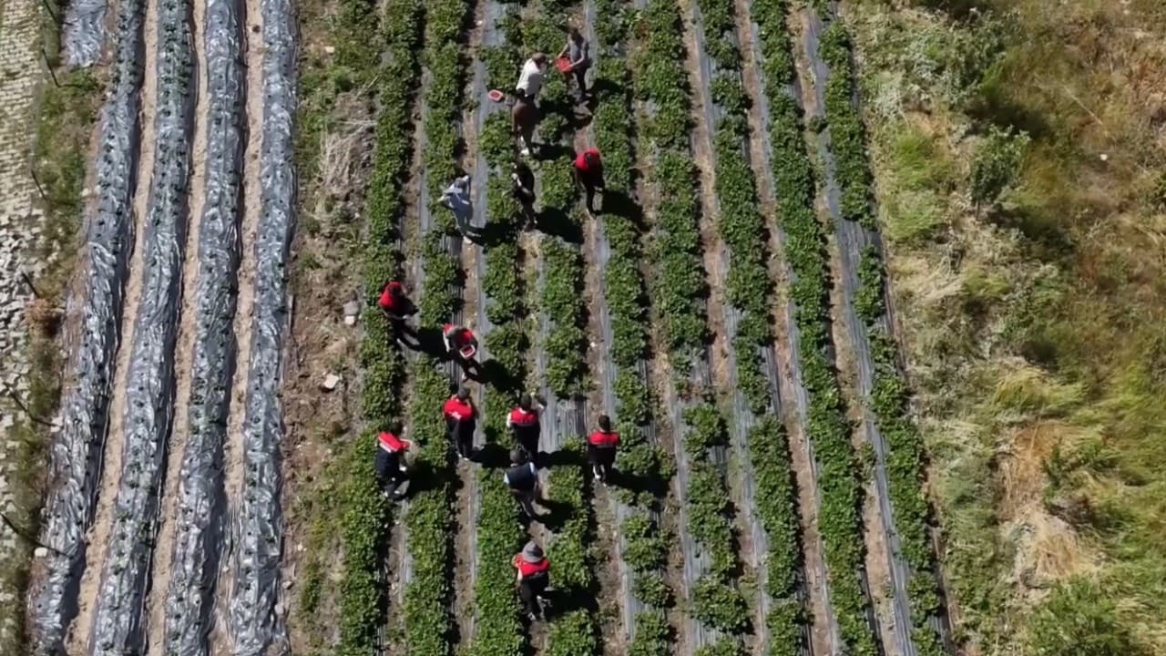 Ağrı'da çilek üretimi artıyor, çiftçiler yüz güldürüyor