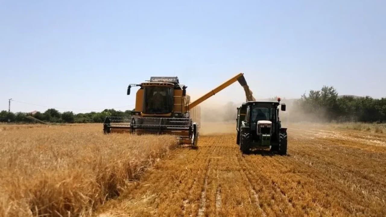 Kuraklık sonrası arpa üretiminde bu yıl yüzde 50 artış bekleniyor