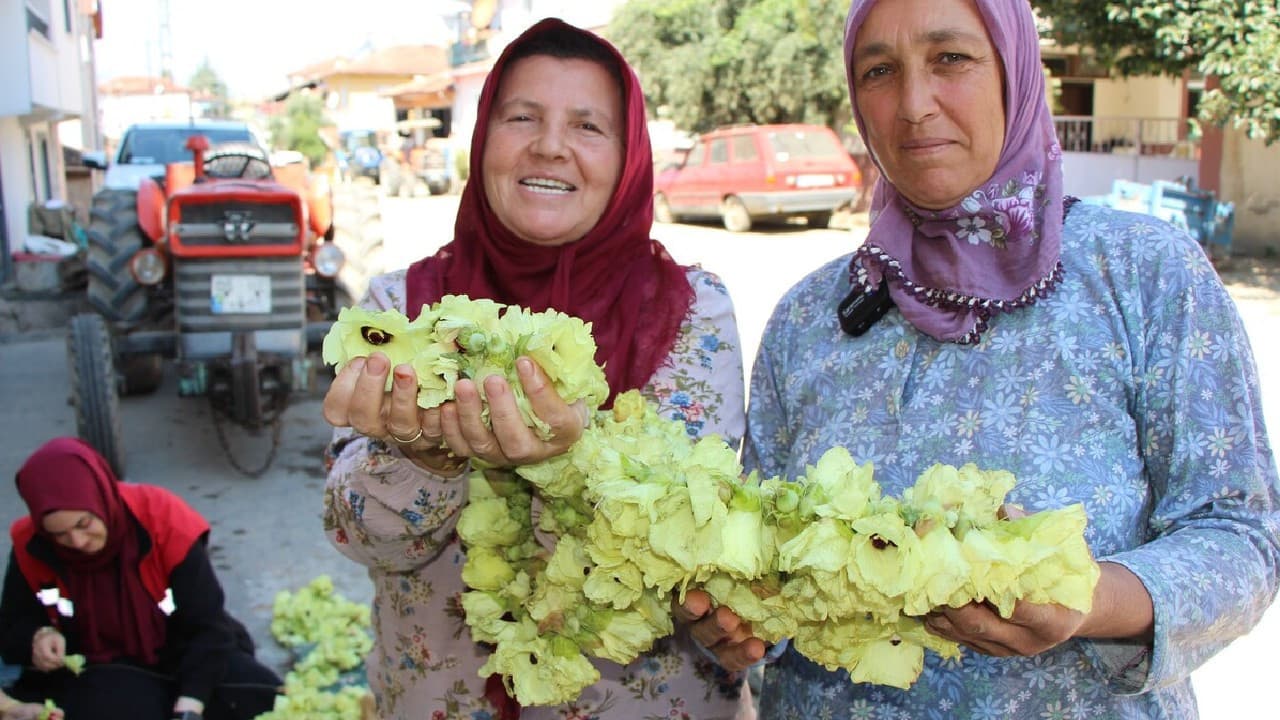 Amasya'da çiçek bamyası kilosu 1.400 liraya ulaştı