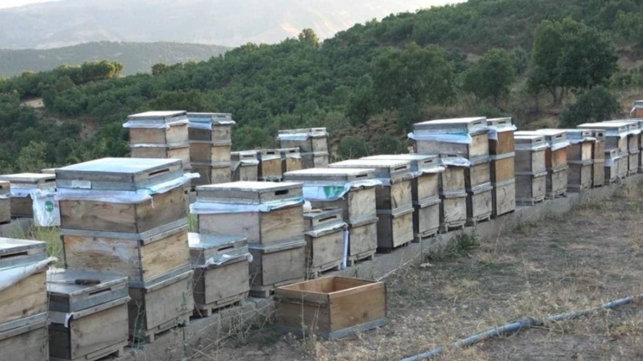 Tunceli'nin yaylalarındaki çiçeklerden bal üretimi başladı