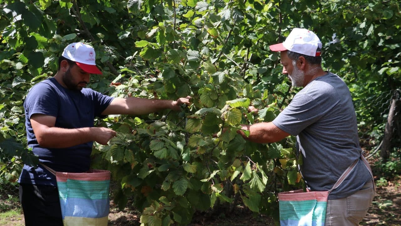 Fındık rekoltesi bu yıl 115 bin ton olarak tahmin ediliyor