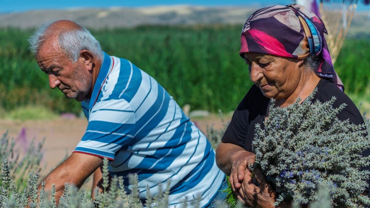 Kırıkkale'de lavanta üreticileri alıcı bulamadı, üretim tehlikede