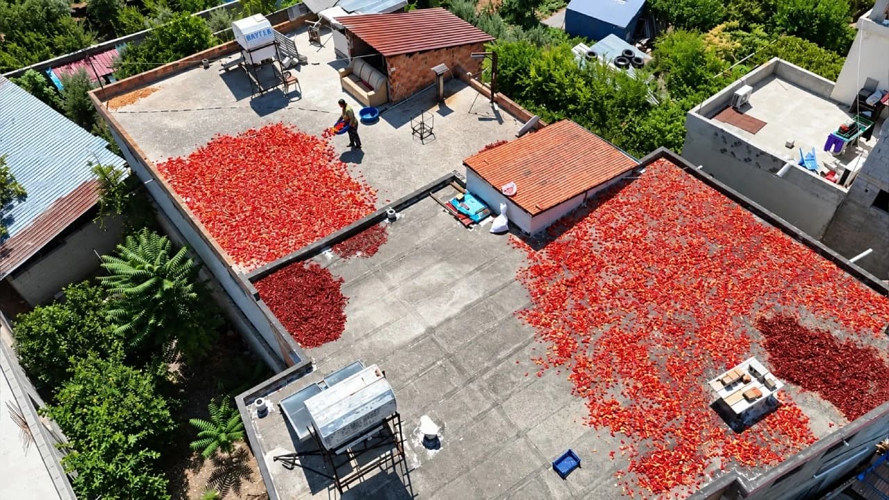 Hatay'da biber hasadı başladı, günde 500 kilo salça hazırlanıyor