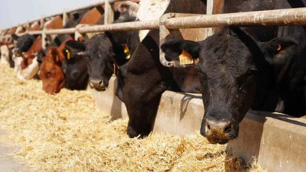12 bin 680 büyükbaş hayvan üreticilere ulaştı, destek 2028'e kadar sürecek
