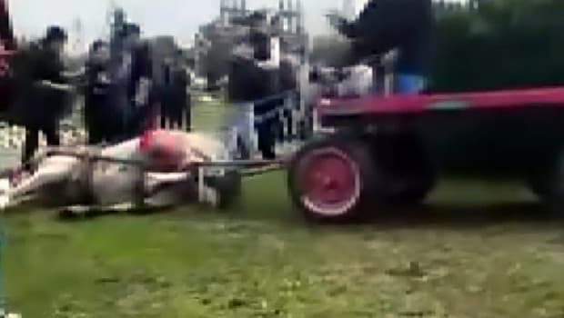 Adana'da hayvana eziyet! Atı döverek bayılttı