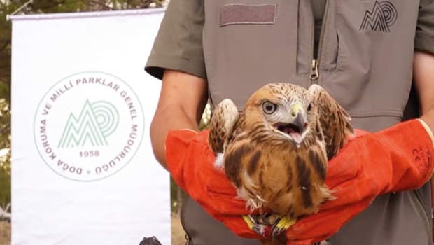 58 bin ‘yaban’ tedavi edildi