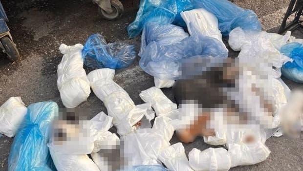 33 ölü kedi olayı: Serbest bırakılan veteriner tekrar gözaltında
