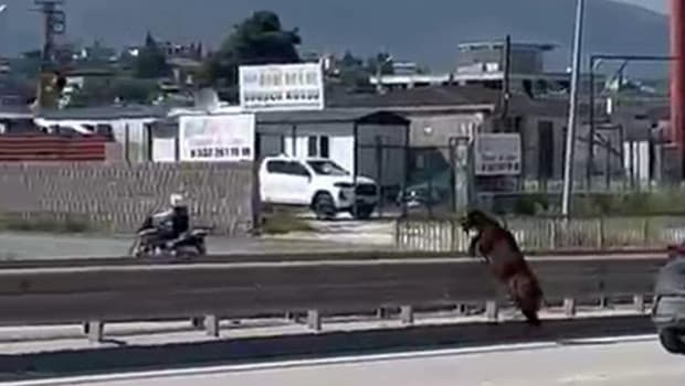 Kurbanlık keçi yolda kaçtı, orta refüjü aşıp karşıya geçti