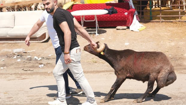 Kurban Bayramı'nda kaçan boğalar ve acemi kasaplar dikkat çekti