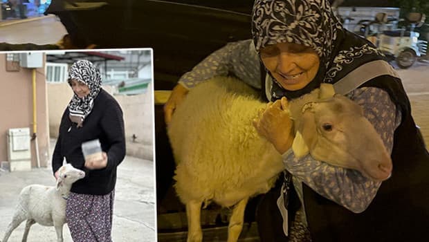 Kayıp kuzu, kurban olmaktan son anda kurtuldu