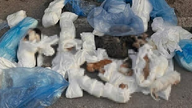 İzmir'de 33 kedinin ölümüyle ilgili veteriner hekim tutuklandı