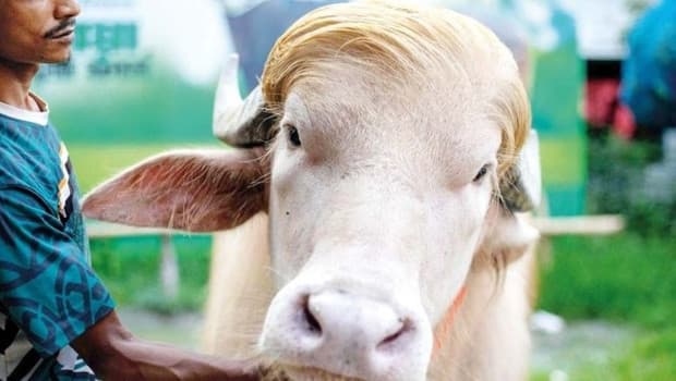 Albino manda Kurban Bayramı'nda kesilmekten kurtuldu
