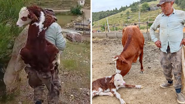 Amasya'da kaybolan inek ve buzağısı bulundu