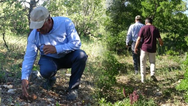 Meşe ormanlarında saatlerce arayıp poşet poşet topluyorlar: 500 liradan satılıyor! 'Yağışların etkisiyle bu yıl bol oldu'
