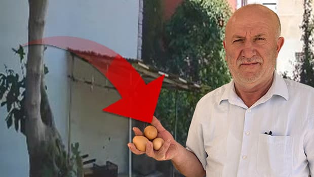 Kocaeli'de emekli öğretmen karganın yumurtalarını çaldığını tespit etti