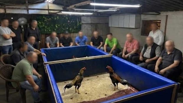 İzmir'de horoz dövüşü operasyonu: 130 bin lira ceza uygulandı