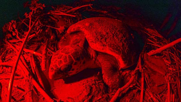 Belek Sahili'nde caretta caretta yumurtladı