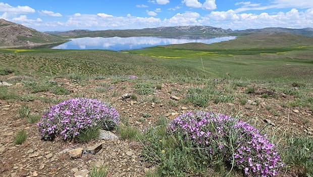 Keşiş Gölü'nde yağmurlar sonrası renkli çiçekler açtı