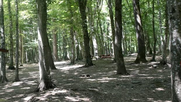 Edirne'de ormanlık alanlara girişler 15 Ekim'e kadar yasaklandı