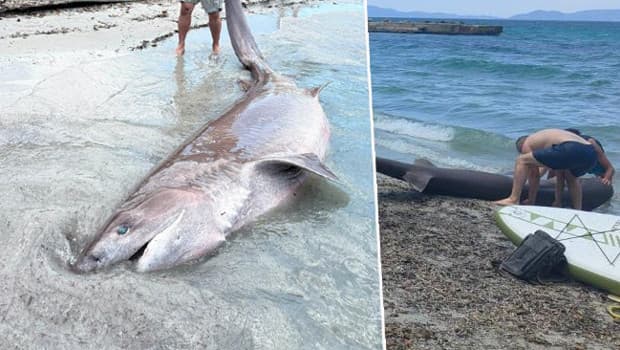Kuşadası'nda 3,85 metre uzunluğunda köpekbalığı kıyıya vurdu