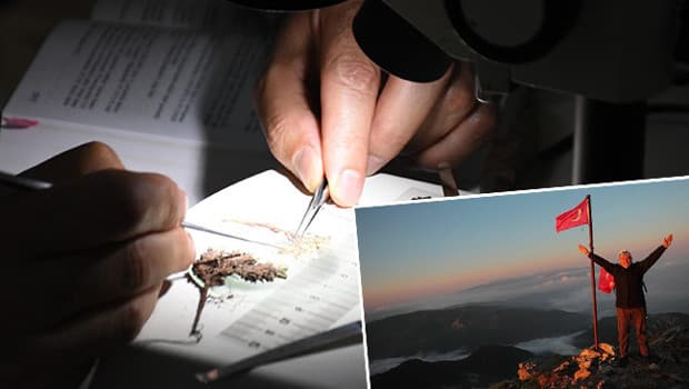 Düldül Dağı'nda yeni bitki türü keşfedildi: Saxifraga sumruae