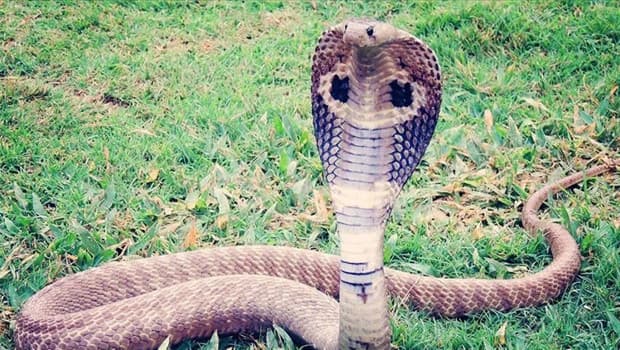 Çin'de tayfun sonrası 900 yılan serbest kaldı, köylüler bambu sopalarla korundu