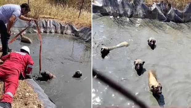 Tekirdağ'da gölette mahsur kalan 4 köpek kurtarıldı