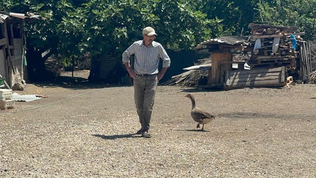 Yaralı kaz ile insan arasındaki dostluk 10 yıldır sürüyor