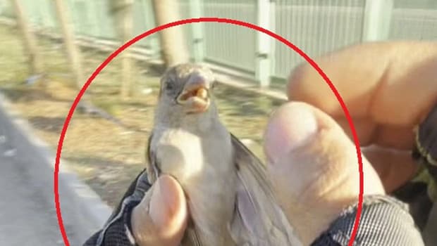 Motokurye, serçeyi kurtararak ilginç bir an yaşadı