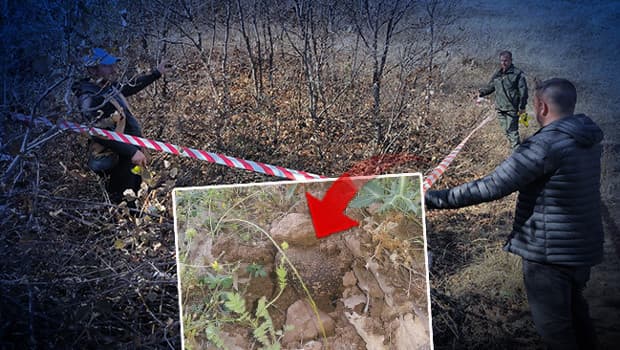 Erzurum ve Erzincan'da 22 ton trüf mantarı bulundu