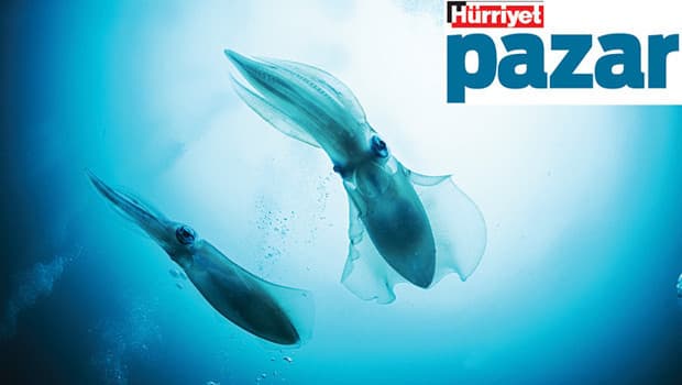 İklim değişikliği kalamarların beyinlerini etkiliyor mu? Türkiye Kuş Konferansı hakkında bilgiler.