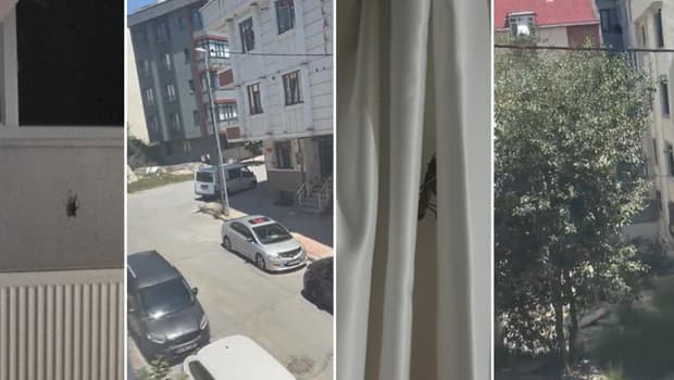 Trakya ve İstanbul'da çekirge artışı tedirginlik yarattı