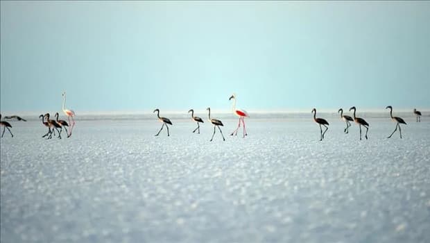 Bakan Kurum, Tuz Gölü'ndeki flamingo sayısının arttığını duyurdu