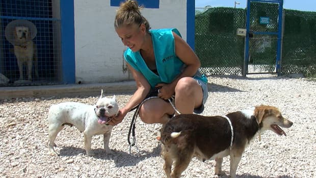 Bursa'da terk edilen cins köpekler yeni sahiplerini bekliyor