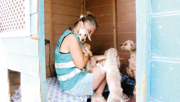 Okul tatilinde alınan köpekler barınaklara terk ediliyor