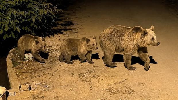 Erzincan'da gece anne ayı ve 2 yavrusu görüntülendi