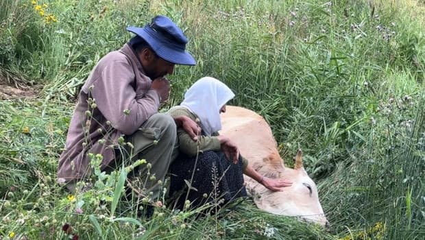 Yüksekova'da düşen ineğine ağlayan kadına yardım eli uzatıldı