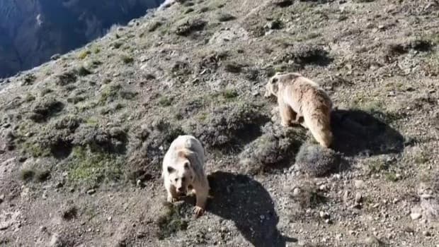 Erzincan'da ayı saldırısında bir kişi yaralandı