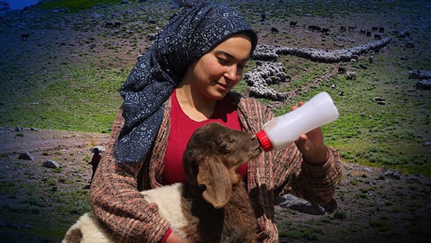 Hakkari'de yaylada yaşayan genç kız, annesinin kabul etmediği kuzuları büyütüyor