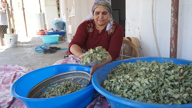 Şırnak dağlarında 30 yıl sonra meşe yapraklarından bereketli hasat