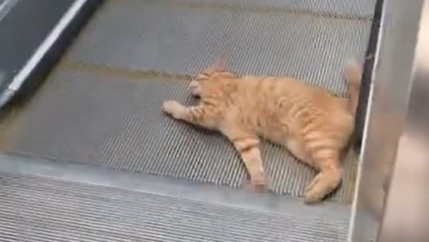 İstanbul'da metro istasyonunda bir kedi yürüyen merdivene sıkıştı